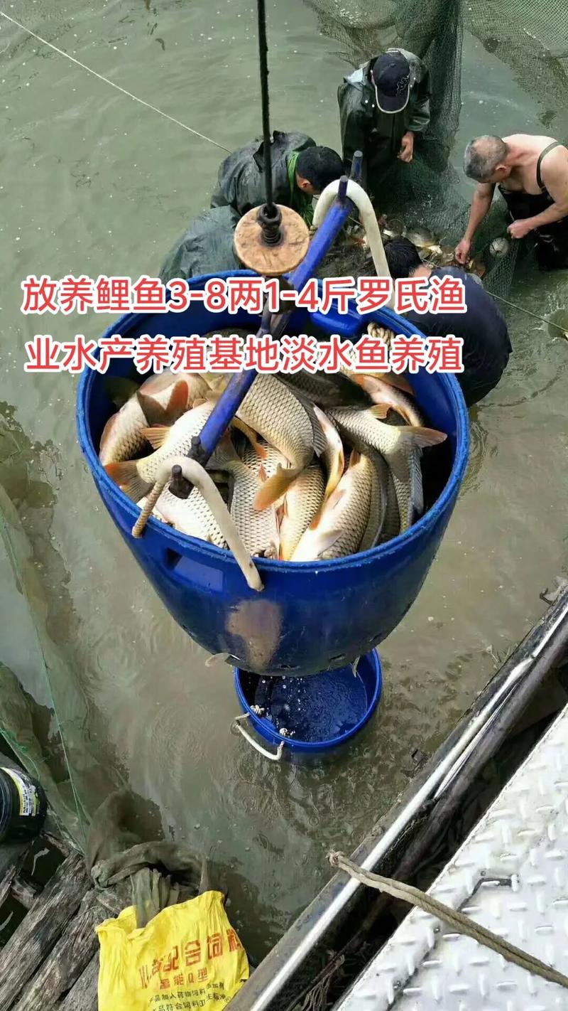 什么是鱼类增养殖业-第1张图片-宁夏农业信息网 什么是鱼类增养殖业-第1张图片-宁夏农业信息网