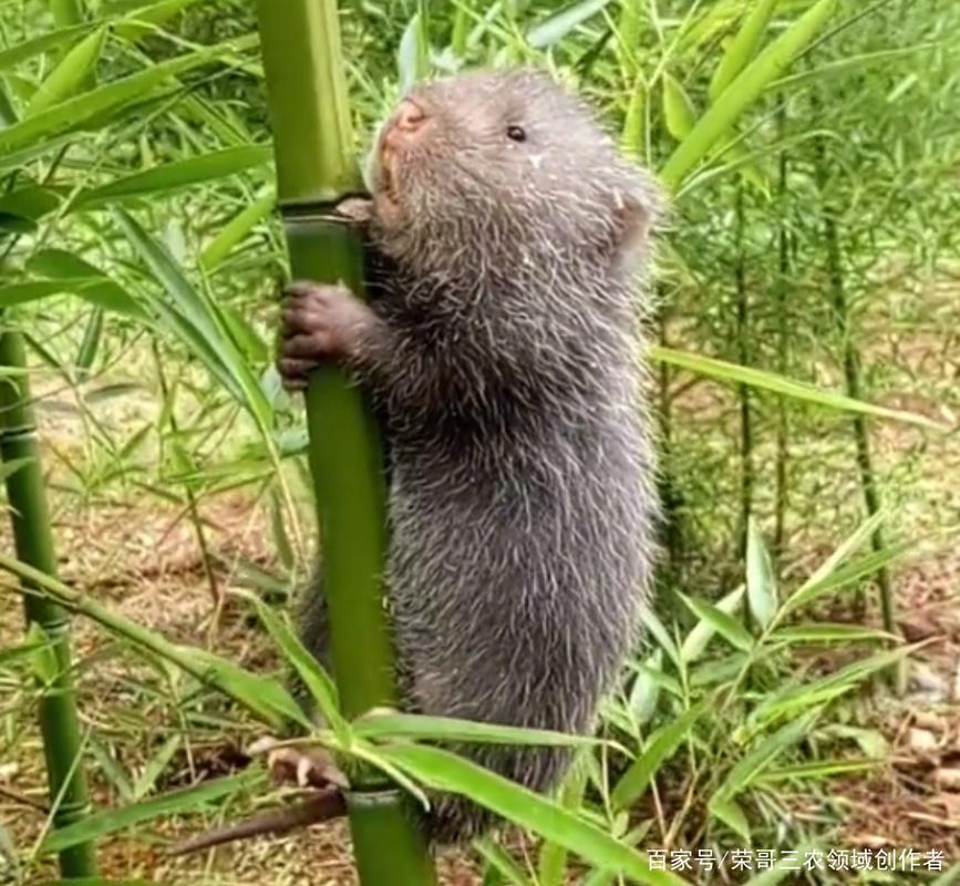 温州竹鼠价格多少-第3张图片-宁夏农业信息网 温州竹鼠价格多少-第3张图片-宁夏农业信息网