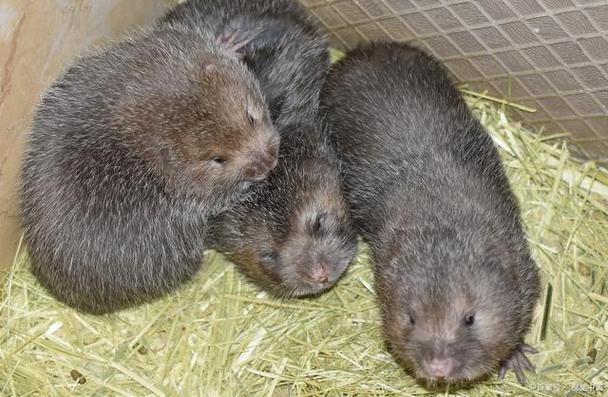 温州竹鼠价格多少-第1张图片-宁夏农业信息网 温州竹鼠价格多少-第1张图片-宁夏农业信息网