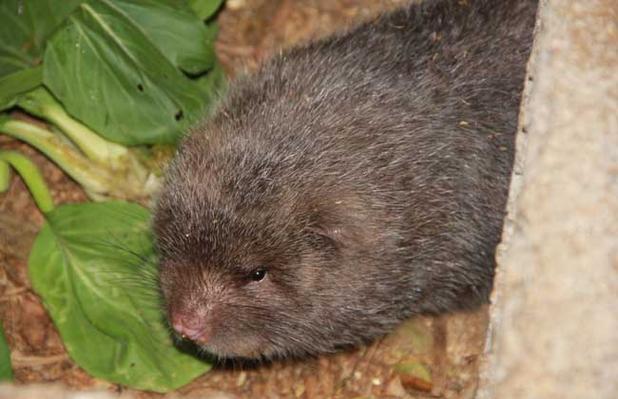 温州竹鼠价格多少-第2张图片-宁夏农业信息网