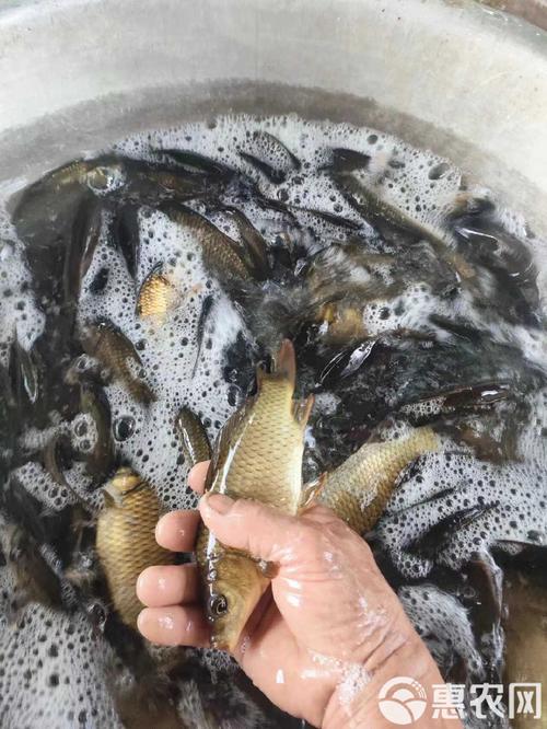 湘云鲫喂什么饲料-第3张图片-宁夏农业信息网