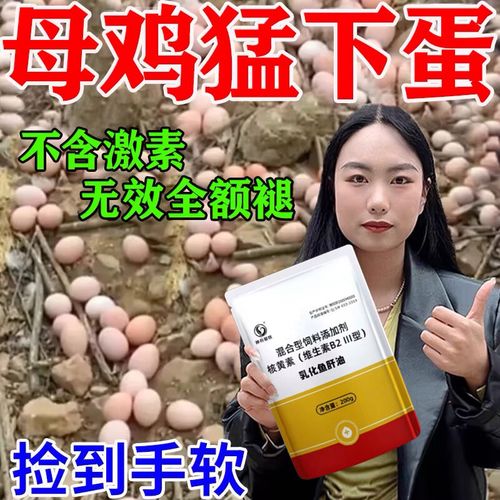 鸡喂什么饲料多下蛋-第2张图片-宁夏农业信息网