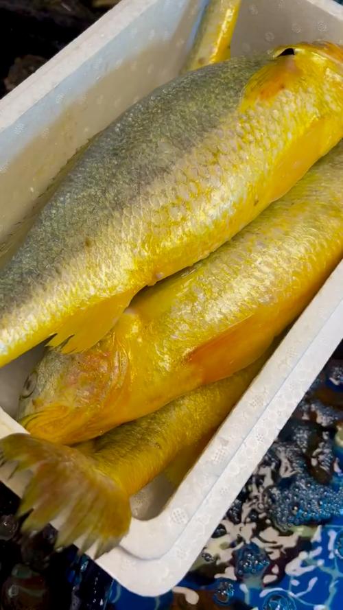 海上养殖黄花鱼适合什么环境-第2张图片-宁夏农业信息网 海上养殖黄花鱼适合什么环境-第2张图片-宁夏农业信息网