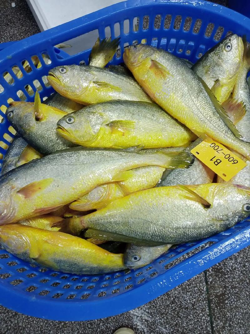 海上养殖黄花鱼适合什么环境-第3张图片-宁夏农业信息网 海上养殖黄花鱼适合什么环境-第3张图片-宁夏农业信息网