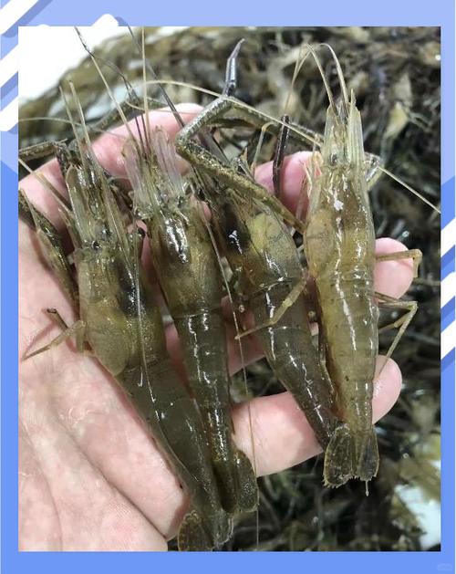 青虾养殖塘还原层是什么意思-第3张图片-宁夏农业信息网 青虾养殖塘还原层是什么意思-第3张图片-宁夏农业信息网