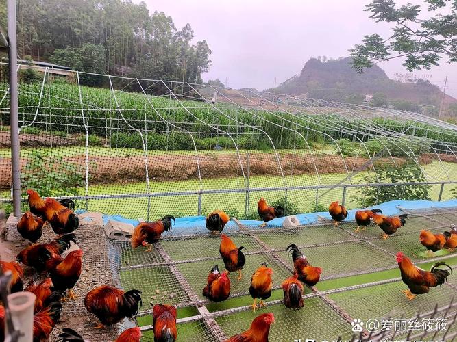 桂林资源县适合养殖什么-第2张图片-宁夏农业信息网 桂林资源县适合养殖什么-第2张图片-宁夏农业信息网