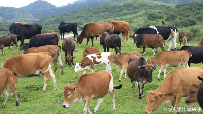 桂林资源县适合养殖什么-第3张图片-宁夏农业信息网 桂林资源县适合养殖什么-第3张图片-宁夏农业信息网