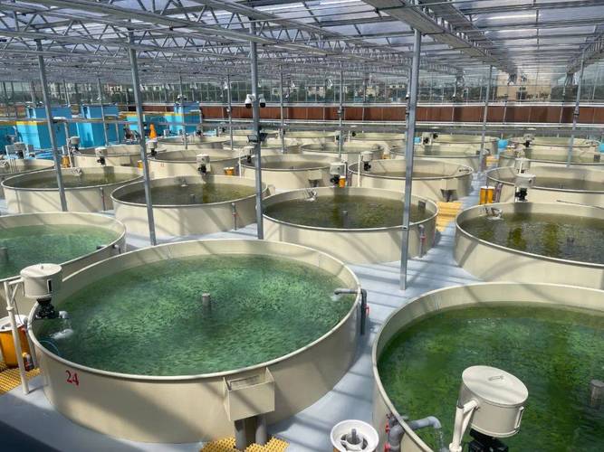 什么鱼能净水养殖-第2张图片-宁夏农业信息网