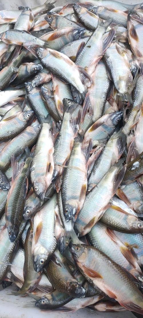 梅河口水产养殖适合养什么鱼好-第2张图片-宁夏农业信息网