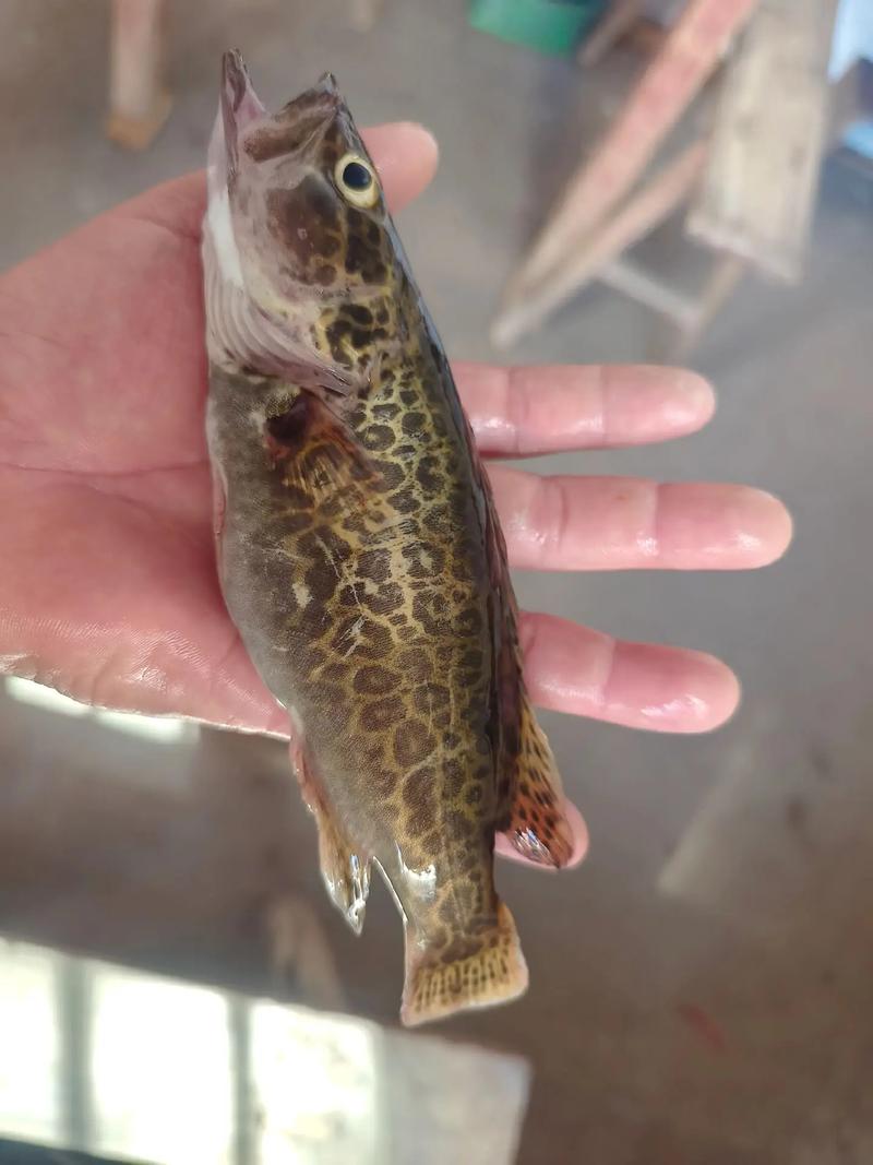 梅河口水产养殖适合养什么鱼好-第3张图片-宁夏农业信息网