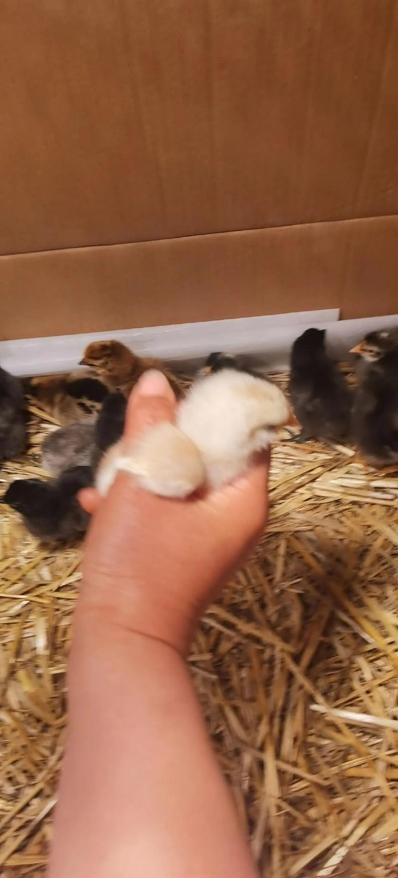 藏鸡苗价格多少-第2张图片-宁夏农业信息网