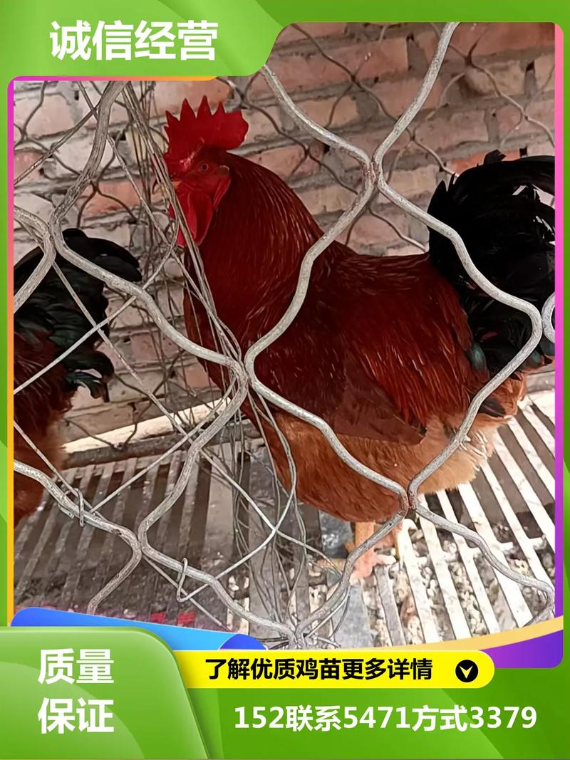 藏鸡苗价格多少-第3张图片-宁夏农业信息网