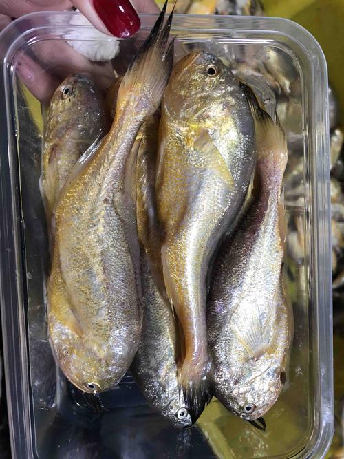 梅河口水产养殖适合养什么鱼-第3张图片-宁夏农业信息网