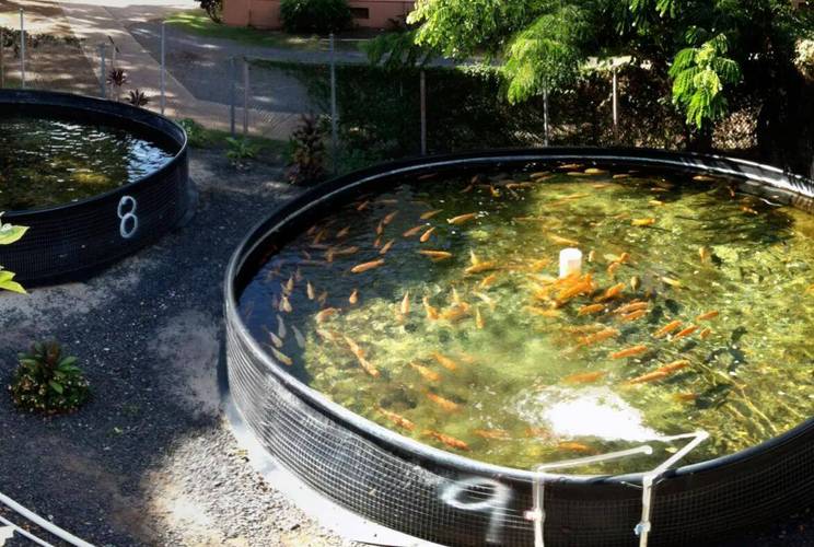 鱼塘养殖在冬季要注意什么-第3张图片-宁夏农业信息网