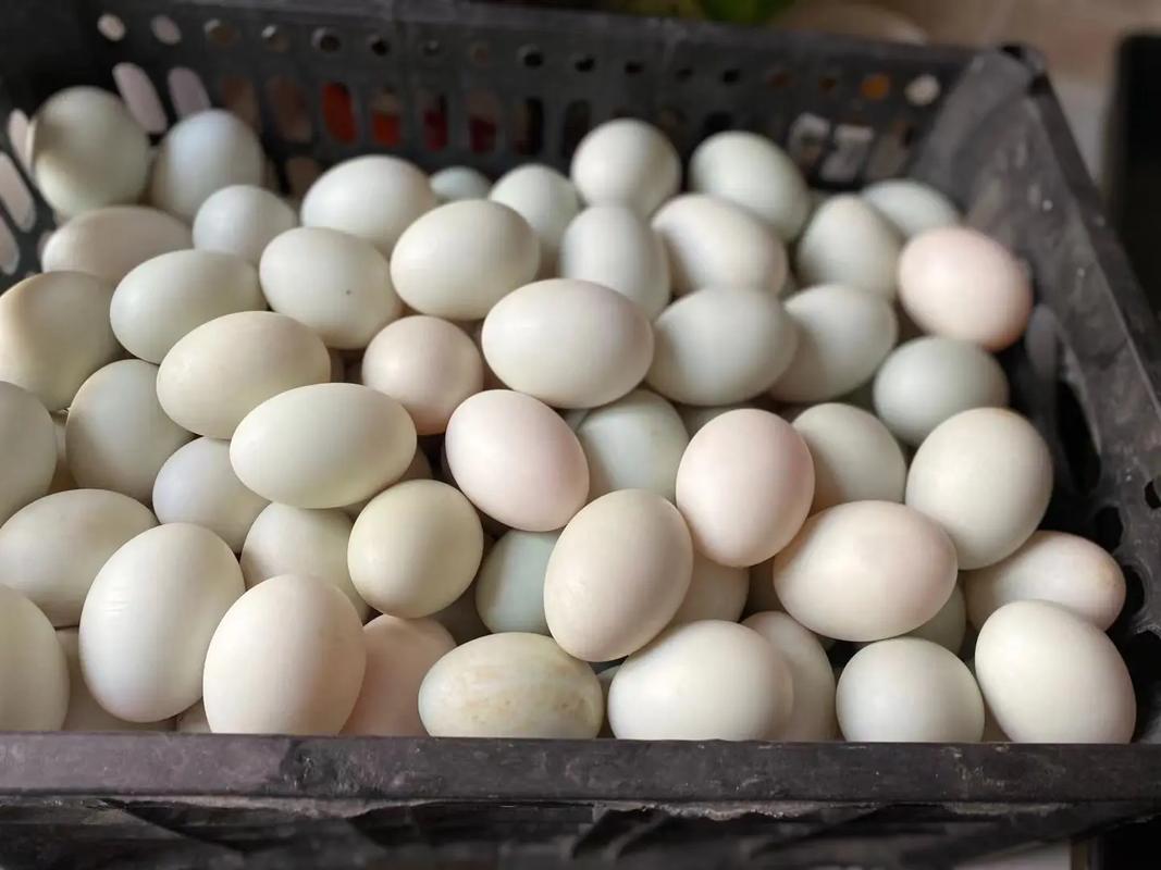 中央今天鸭蛋价格多少-第3张图片-宁夏农业信息网 中央今天鸭蛋价格多少-第3张图片-宁夏农业信息网