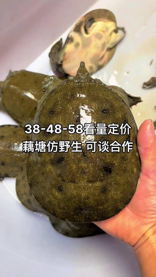 野生黄河鳖价格多少-第3张图片-宁夏农业信息网