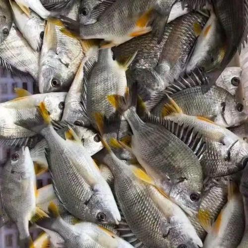 养殖黄鳍鲷喂什么饲料-第3张图片-宁夏农业信息网