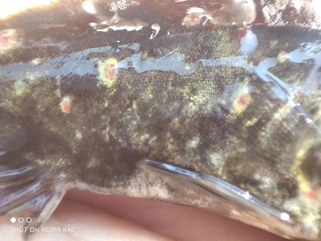 鳜鱼养殖用什么药-第2张图片-宁夏农业信息网