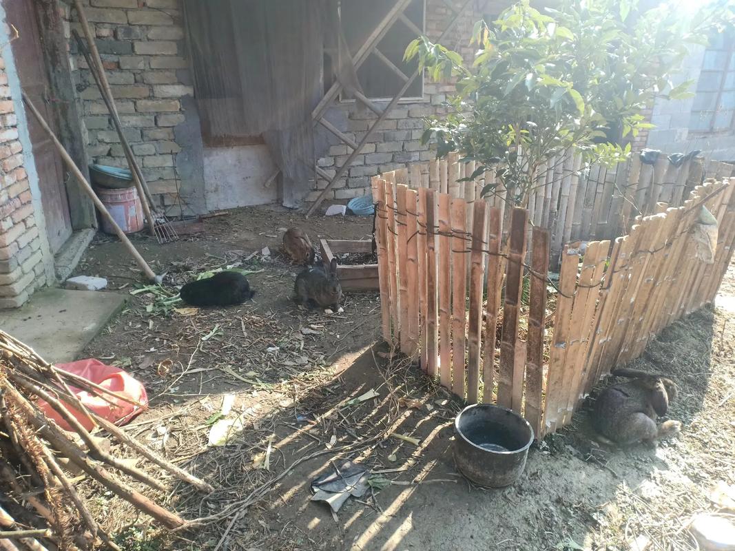 湖南肉兔价格多少-第3张图片-宁夏农业信息网