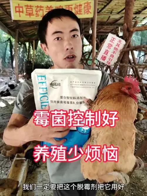 鸡饲料喂鹅有什么影响-第2张图片-宁夏农业信息网