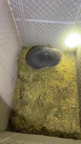 贵阳竹鼠价格多少-第3张图片-宁夏农业信息网