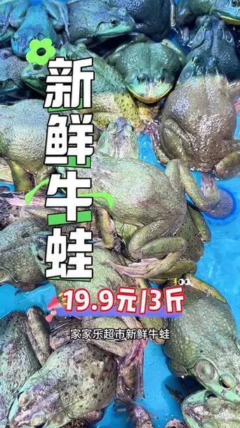 zhejiang牛蛙价格现在多少-第3张图片-宁夏农业信息网 zhejiang牛蛙价格现在多少-第3张图片-宁夏农业信息网