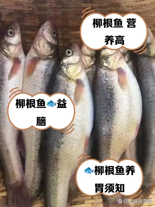 柳根鱼用什么饲料养殖-第2张图片-宁夏农业信息网