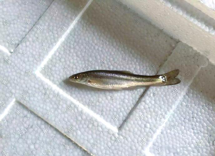 柳根鱼用什么饲料养殖-第3张图片-宁夏农业信息网