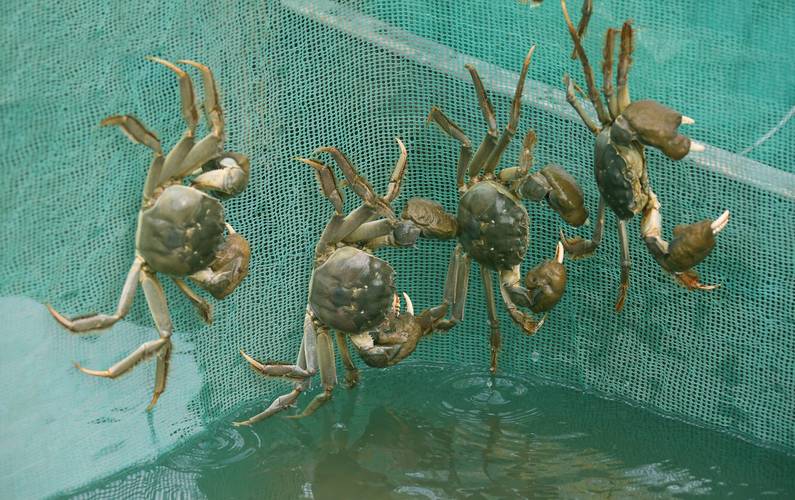 挖塘养殖大闸蟹消毒用什么好-第3张图片-宁夏农业信息网