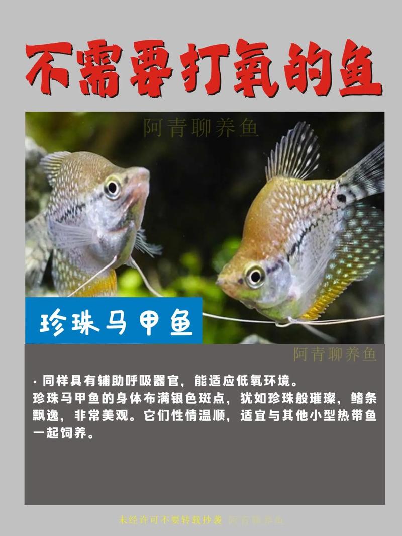 什么水产养殖不需要增氧-第3张图片-宁夏农业信息网 什么水产养殖不需要增氧-第3张图片-宁夏农业信息网