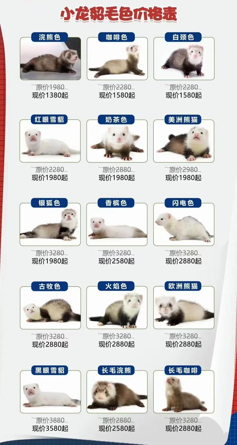 貂皮最新价格是多少-第1张图片-宁夏农业信息网