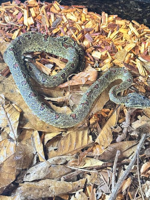 蝮蛇蛇毒价格是多少-第3张图片-宁夏农业信息网 蝮蛇蛇毒价格是多少-第3张图片-宁夏农业信息网