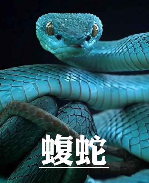 蝮蛇蛇毒价格是多少-第2张图片-宁夏农业信息网 蝮蛇蛇毒价格是多少-第2张图片-宁夏农业信息网