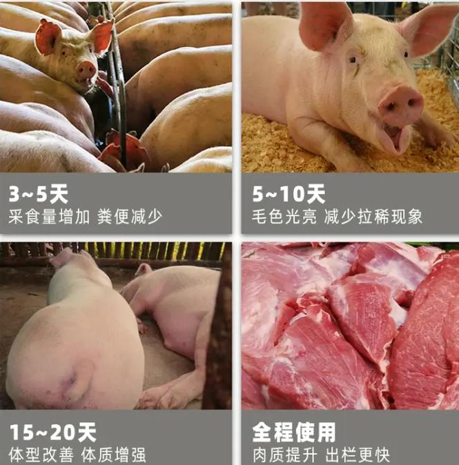 猪吃什么饲料长的快-第3张图片-宁夏农业信息网 猪吃什么饲料长的快-第3张图片-宁夏农业信息网