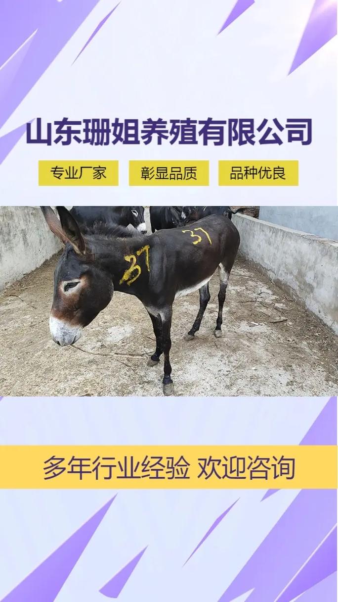 成年驴的价格多少-第2张图片-宁夏农业信息网