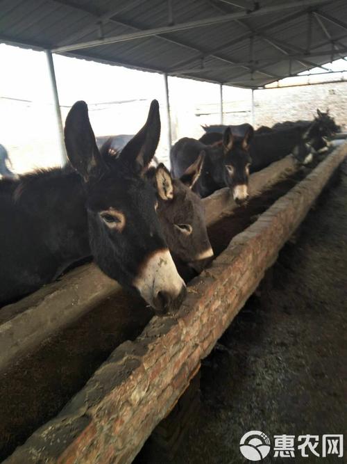 成年驴的价格多少-第3张图片-宁夏农业信息网
