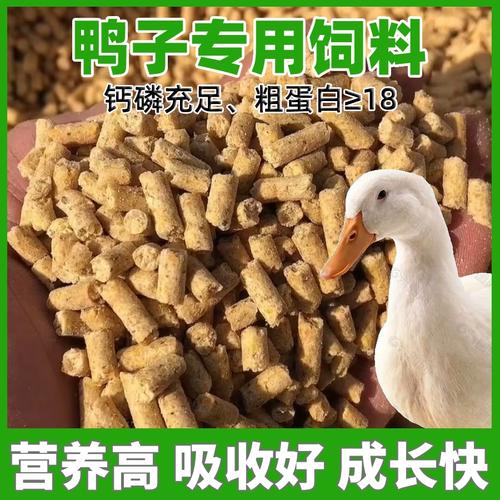 下蛋母鹅吃什么饲料-第3张图片-宁夏农业信息网