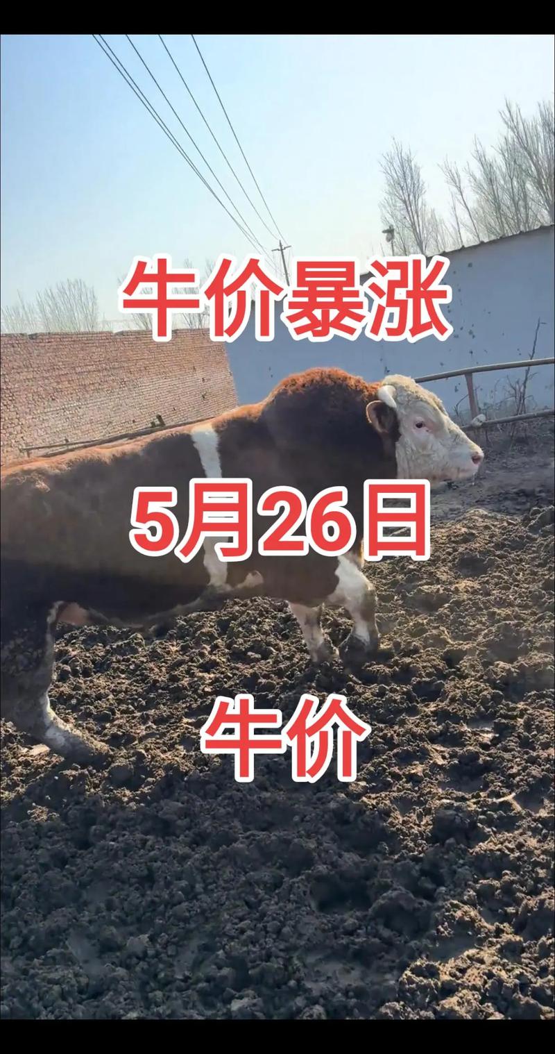 山东养牛厂价格多少-第3张图片-宁夏农业信息网