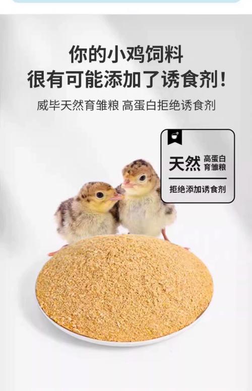 下蛋鸡吃什么饲料好-第1张图片-宁夏农业信息网 下蛋鸡吃什么饲料好-第1张图片-宁夏农业信息网