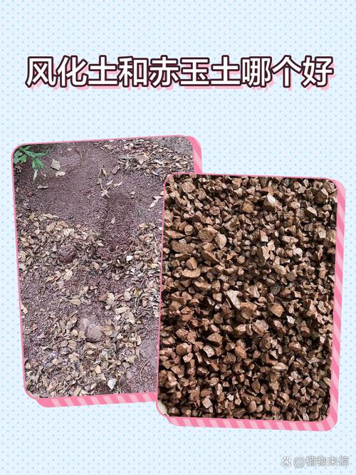 怎么区分风化石和土-第2张图片-宁夏农业信息网