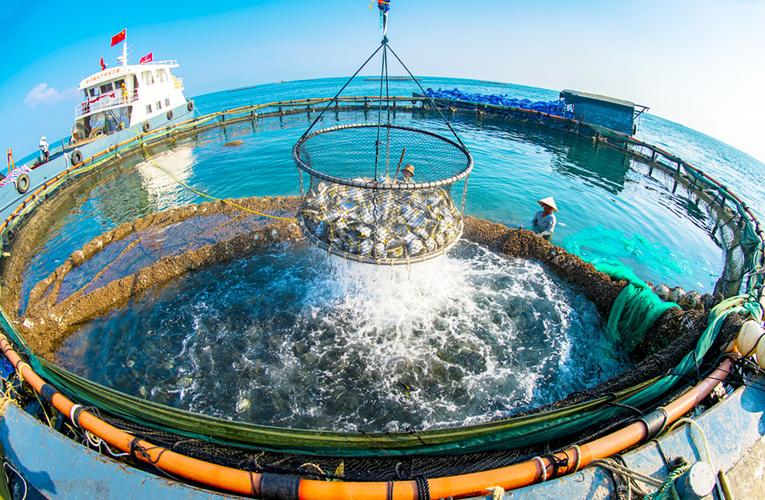 广西北海养殖什么好销售-第3张图片-宁夏农业信息网