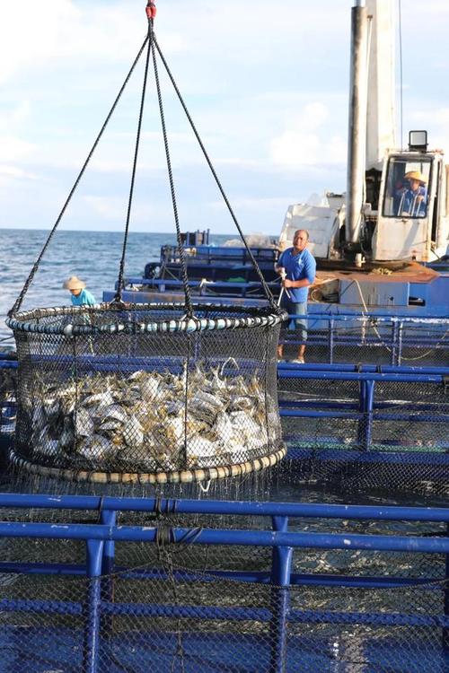 广西北海养殖什么好销售-第2张图片-宁夏农业信息网