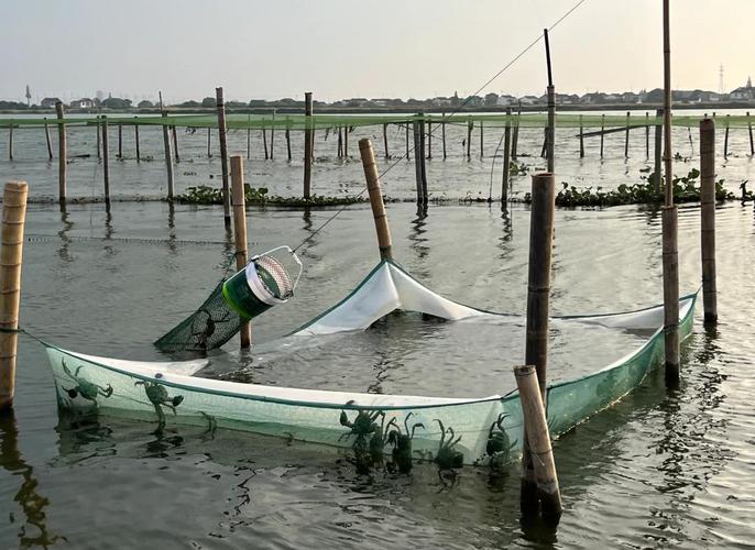 近海网箱养殖需要什么条件-第3张图片-宁夏农业信息网