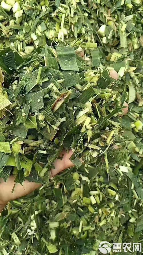 羊为什么不爱吃青储饲料-第3张图片-宁夏农业信息网