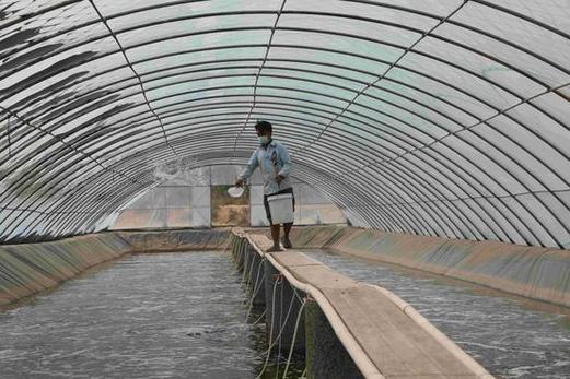 养殖白对虾的大棚用什么清毒-第1张图片-宁夏农业信息网