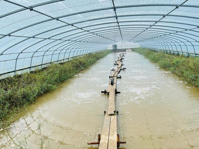 养殖白对虾的大棚用什么清毒-第3张图片-宁夏农业信息网