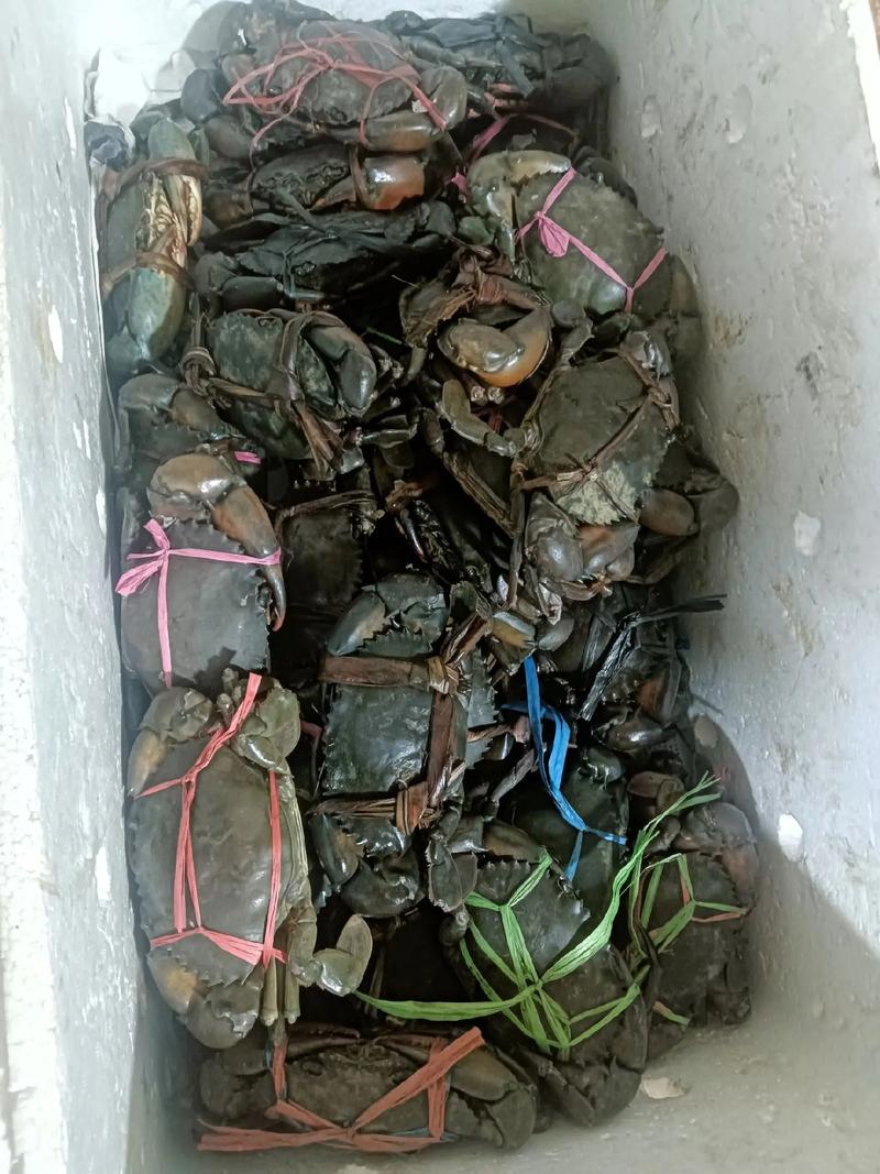 海南青蟹价格多少-第1张图片-宁夏农业信息网