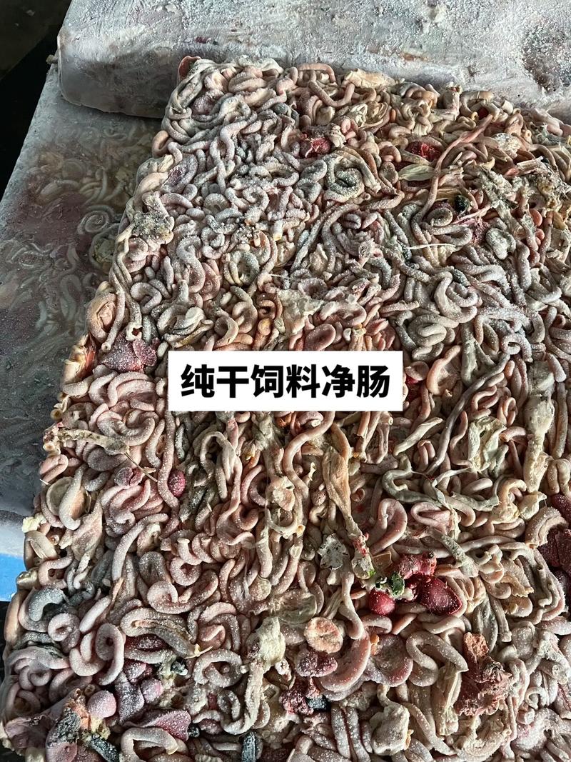 鸡肠子粉能做什么饲料-第1张图片-宁夏农业信息网