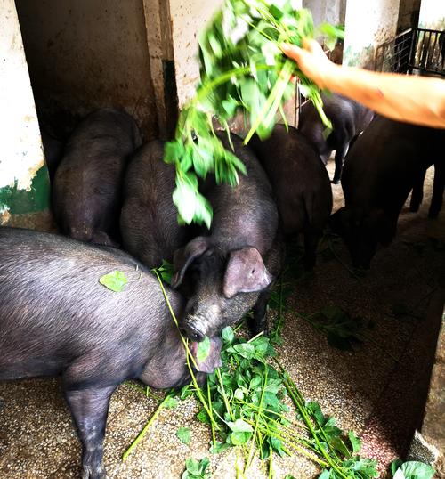 猪吃什么青饲料最好-第2张图片-宁夏农业信息网