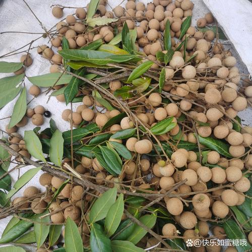 看桂圆价格是多少-第2张图片-宁夏农业信息网